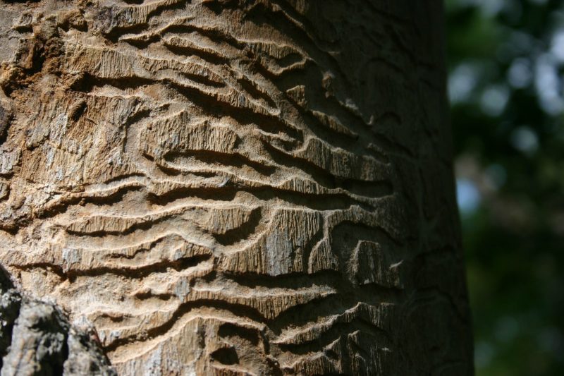 Tracks of wood beetle larvae.