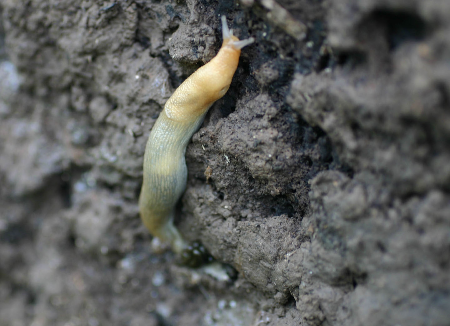 Yellow Slug